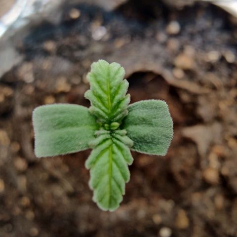 Banana Candy Krush growlog timeline photo
