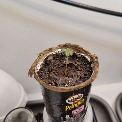 Banana Candy Krush growlog timeline photo