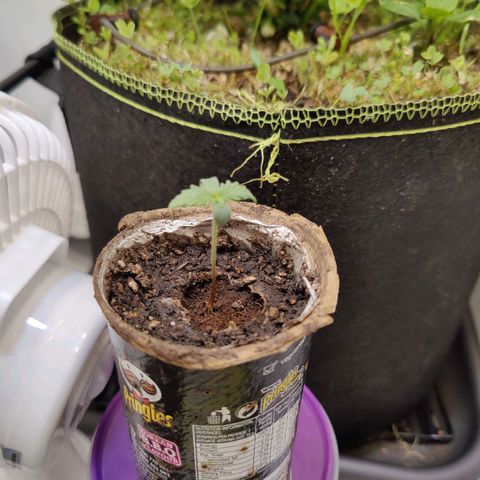 Banana Candy Krush growlog timeline photo