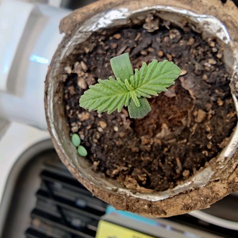 Banana Candy Krush growlog timeline photo