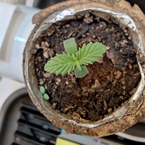Banana Candy Krush growlog timeline photo