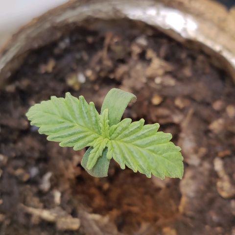 Banana Candy Krush growlog timeline photo