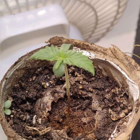 Banana Candy Krush growlog timeline photo