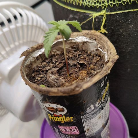 Banana Candy Krush growlog timeline photo
