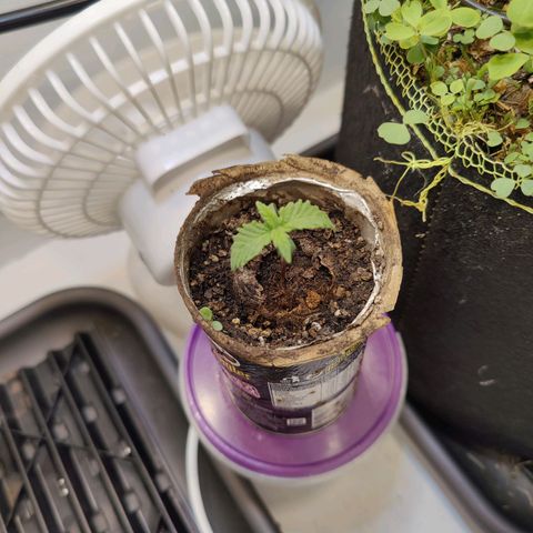 Banana Candy Krush growlog timeline photo