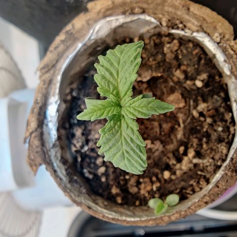 Banana Candy Krush growlog timeline photo