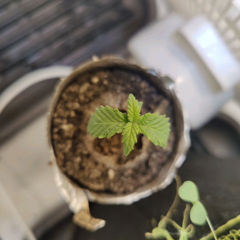 Banana Candy Krush growlog timeline photo