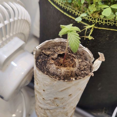 Banana Candy Krush growlog timeline photo