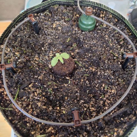 Banana Candy Krush growlog photo: Transplanted to fabric pot and overwatered in order to set Blumat system.