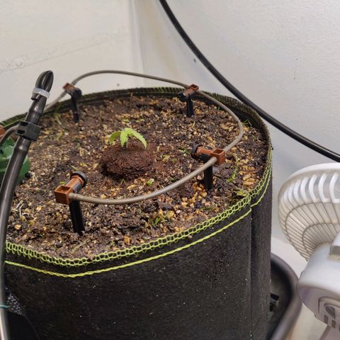 Banana Candy Krush growlog photo: Transplanted to fabric pot and overwatered in order to set Blumat system.