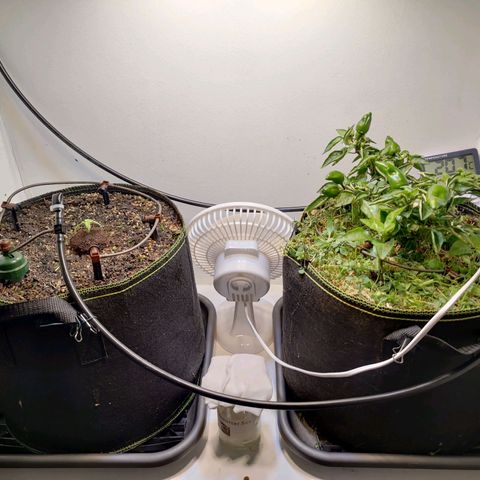 Banana Candy Krush growlog photo: Transplanted to fabric pot and overwatered in order to set Blumat system.