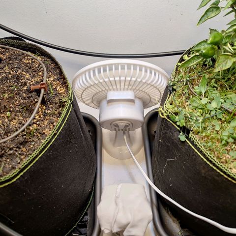 Banana Candy Krush growlog photo: Transplanted to fabric pot and overwatered in order to set Blumat system.