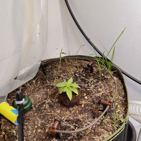 Banana Candy Krush growlog timeline photo