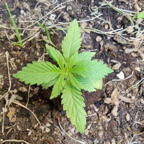 Banana Candy Krush growlog timeline photo