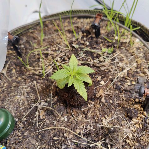Banana Candy Krush growlog timeline photo