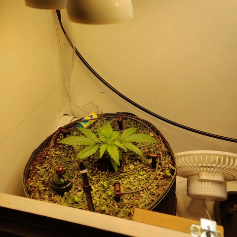 Banana Candy Krush growlog photo: New light holder added
