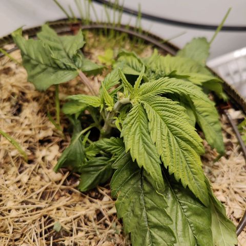 Banana Candy Krush growlog photo: Dropped the lights on her. 😕
