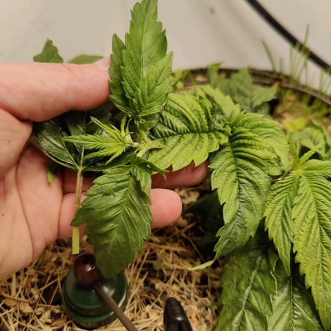 Banana Candy Krush growlog photo: Dropped the lights on her. 😕