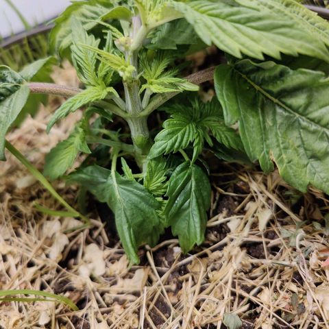 Banana Candy Krush growlog photo: Dropped the lights on her. 😕
