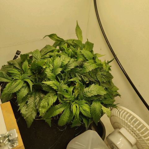 Banana Candy Krush growlog photo: Defoliated further and tied down. Neem sprayed as it looks like there are aphids. Will flip to 12/12 this week and tie under screen for 3 weeks during stretch. Height needs to stay as low as possible. 
