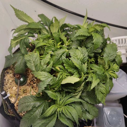 Banana Candy Krush growlog photo: Defoliated further and tied down. Neem sprayed as it looks like there are aphids. Will flip to 12/12 this week and tie under screen for 3 weeks during stretch. Height needs to stay as low as possible. 