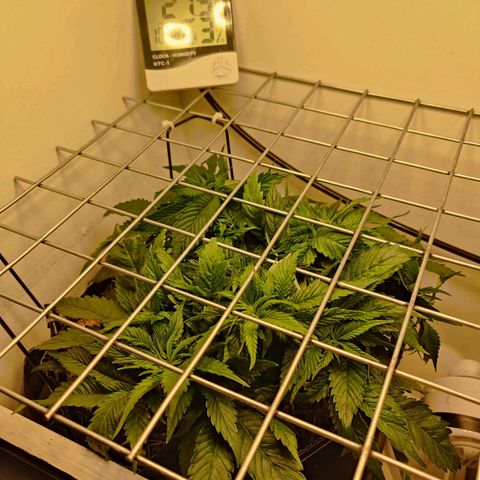 Banana Candy Krush growlog photo: SCROG net installed, lights switched to 12/12