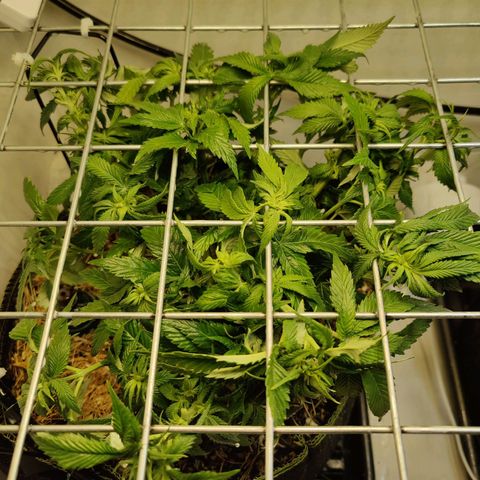 Banana Candy Krush growlog photo: Heavy defoliation after discovering broad mites. 