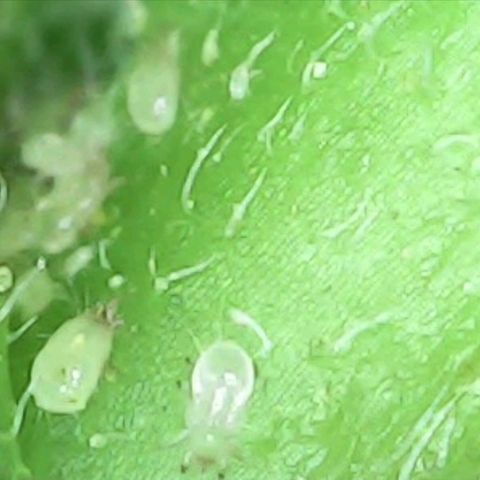 Banana Candy Krush growlog photo: Broad mites! Fuck!
Beneficial predatory mites incoming + defoliation and a good Neem oil soak before I have arrive. 