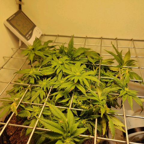 Banana Candy Krush growlog timeline photo