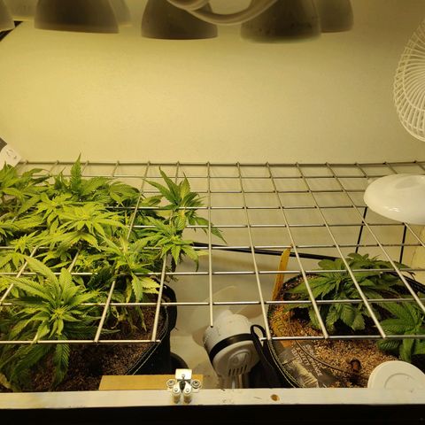 Banana Candy Krush growlog timeline photo
