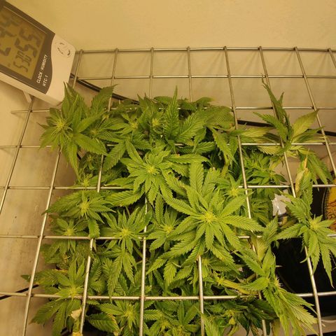 Banana Candy Krush growlog timeline photo
