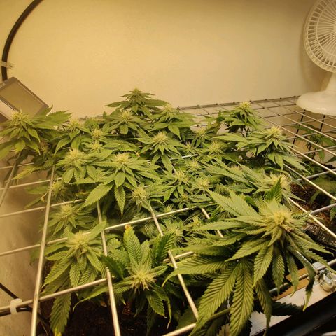 Banana Candy Krush growlog timeline photo