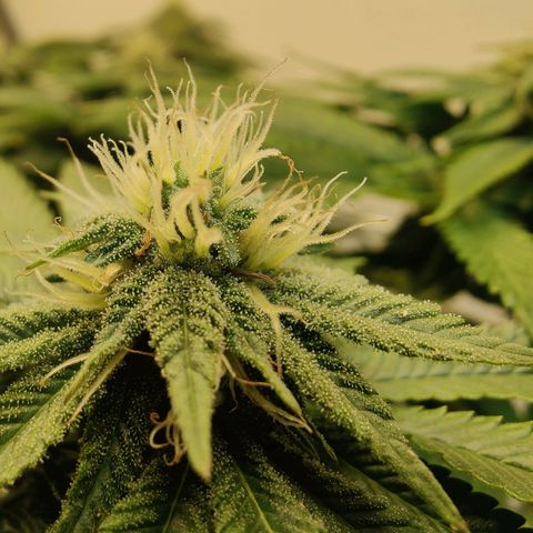 Banana Candy Krush growlog timeline photo