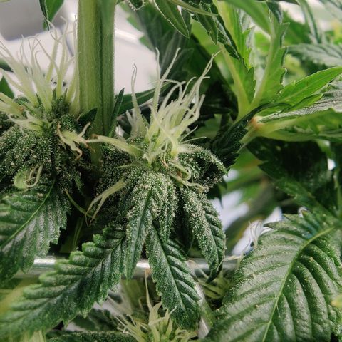 Banana Candy Krush growlog timeline photo