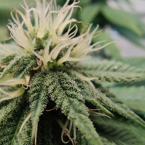 Banana Candy Krush growlog timeline photo