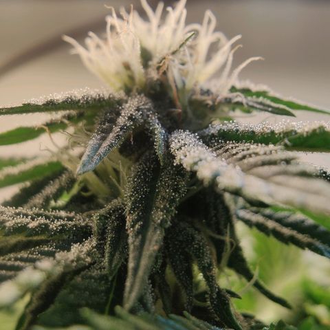 Banana Candy Krush growlog timeline photo