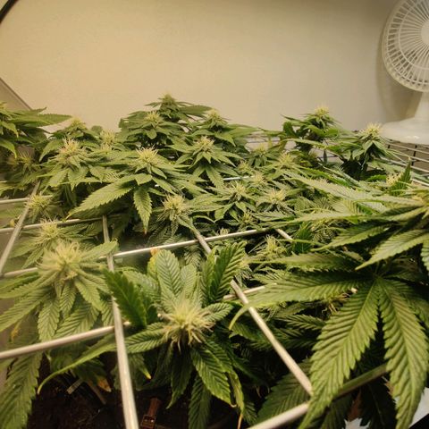 Banana Candy Krush growlog timeline photo