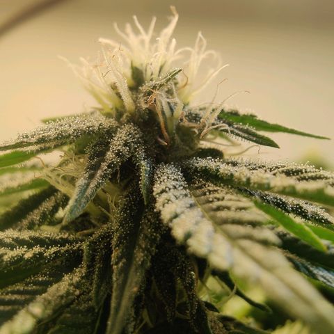 Banana Candy Krush growlog timeline photo