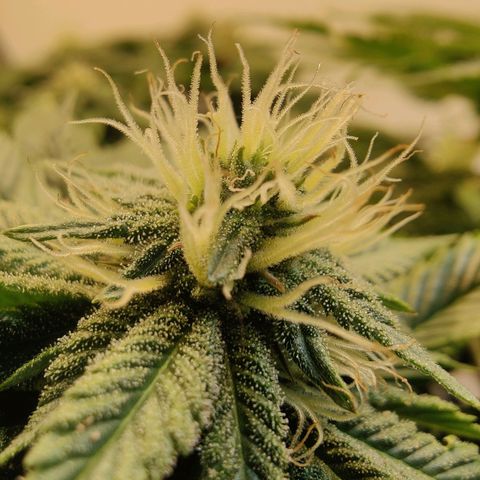 Banana Candy Krush growlog timeline photo