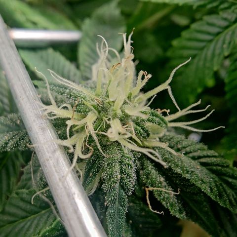 Banana Candy Krush growlog timeline photo