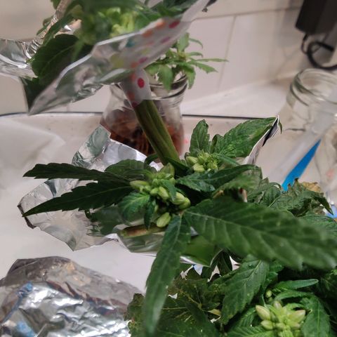 Banana Candy Krush growlog timeline photo