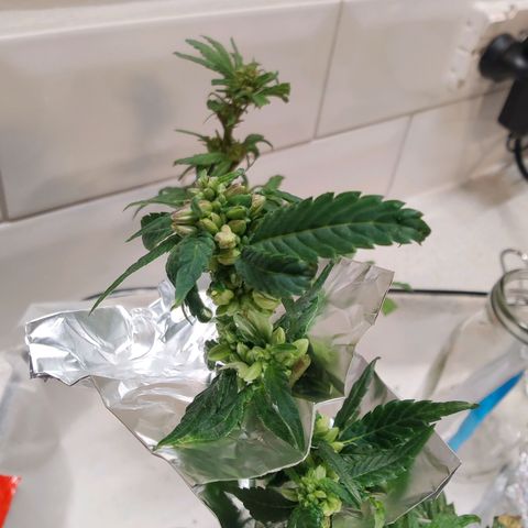 Banana Candy Krush growlog timeline photo