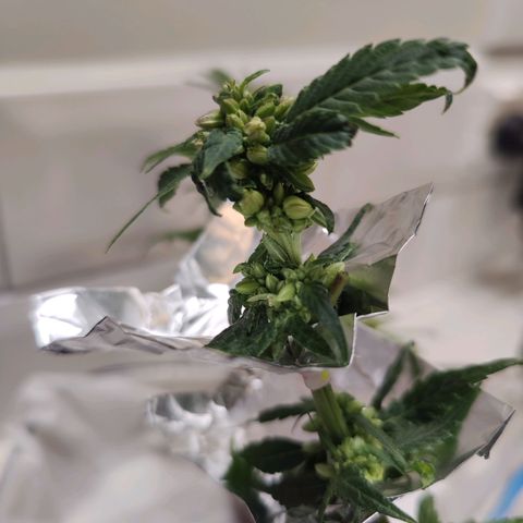 Banana Candy Krush growlog timeline photo