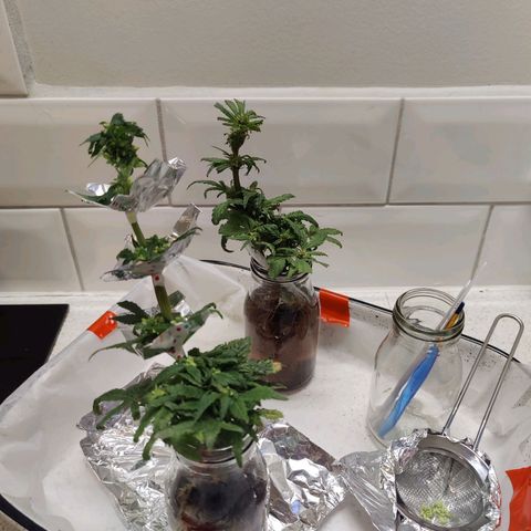 Banana Candy Krush growlog timeline photo
