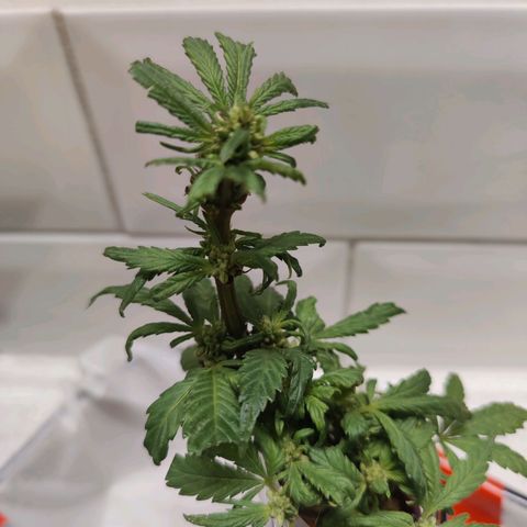 Banana Candy Krush growlog timeline photo
