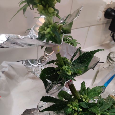 Banana Candy Krush growlog timeline photo
