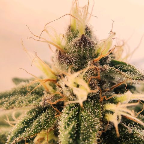 Banana Candy Krush growlog timeline photo