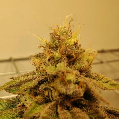 Banana Candy Krush growlog timeline photo