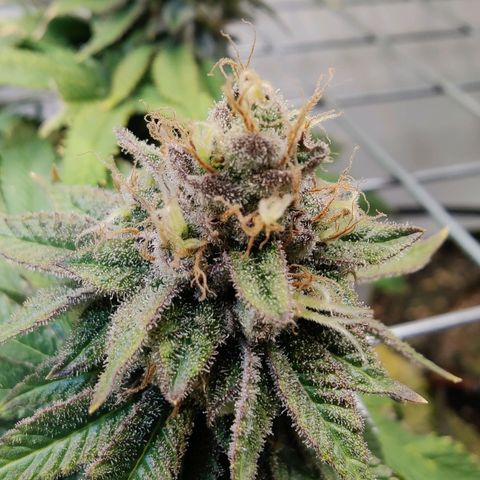 Banana Candy Krush growlog timeline photo