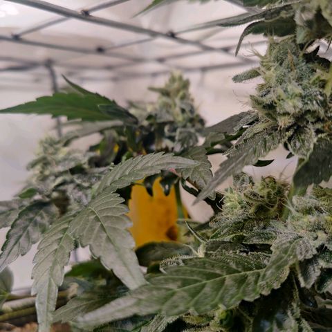 Banana Candy Krush growlog timeline photo